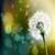 Dandelion Live Wallpaper Best icon