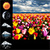 Flower Field Weather Widget app for free
