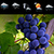Grape Widget Clock Weather app for free