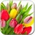 Dew drops on tulips lwp free icon