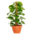 Indoor Plants Care V1 icon