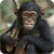 Chimpanzee Ringtones icon