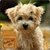 Funny puppies images HD Wallpaper icon