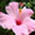 Flower images of wallpaper icon