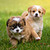 Puppy Wallpapers 4K Background icon