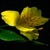 Yellow Lily Live Wallpaper icon