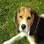 Cute Beagle Puppy Live Wallpaper icon