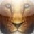 Chronicles of Narnia icon
