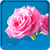 Rose Live Wallpapers Latest icon