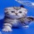 Cute Kitten LWP icon