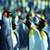 Penguins Live Wallpaper Best icon