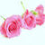 Three pink roses Wallpaper HD icon