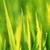 Spring Grass Live Wallpaper icon