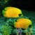 Yellow Fishes Live Wallpaper icon