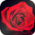 Red Rose HD Wallpaper icon
