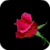 Crying Rose Live Wallpaper icon