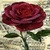 Red Rose LWP icon
