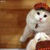 New Cute Cat Wallpaper HD  icon