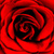 Roses Photo Collage Editor icon