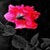 Red Flower In Rain LWP icon
