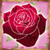 Roses Photo Crop Editor icon