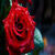 Beautiful red rose in macro shot wallpaper HD icon