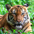 Tiger Live Wallpapers Top icon