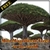 Most Magnificent Trees in the World icon