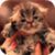 Cute Little Kitty Live Wallpaper icon