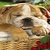 Cute Sleeping Bulldog icon