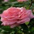 Pink Dewy Rose Live Wallpaper icon