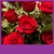 Roses Live Wallpapers icon