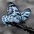 Black White Butterfly Live Wallpaper icon