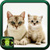 Kitten And Cat Pictures icon