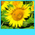 Sunflower Live Wallpapers Best icon