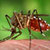 8 Tanaman Pengusir Nyamuk icon
