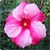 Hibiscus Flowers Onet Classic Game icon