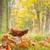 Best views of Nature Fall season Wallpaper icon