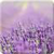Lavender HD Wallpaper - Mindblowing icon