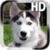 Puppy Husky Live Wallpaper icon