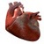 Heart Beating Live wallpape app for free