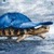 Funny Turtle Live Wallpaper icon