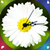 Newest Flower Clock Live Wallpapers icon