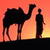 Camel Live Wallpaper icon
