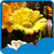Flower Season Live Wallpapers app for free