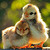 Cute Animals Images Wallpaper icon
