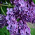 Lilac flower Wallpaper HD icon