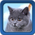 Kitten Live Wallpapers icon