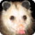 Funny Opossum : Loving Animals icon
