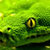 Viper Snakes HD Wallpaper icon